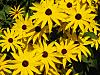 Longwood Gardens